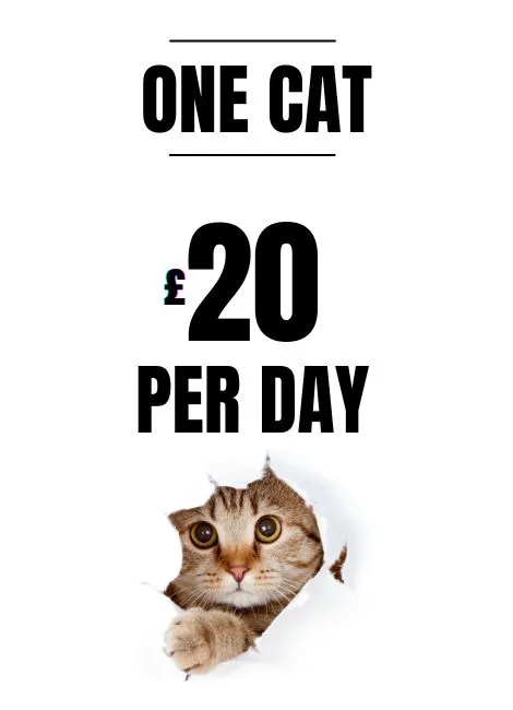 Pricing for one cat