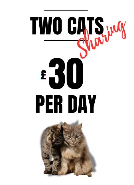 Pricing for two cats