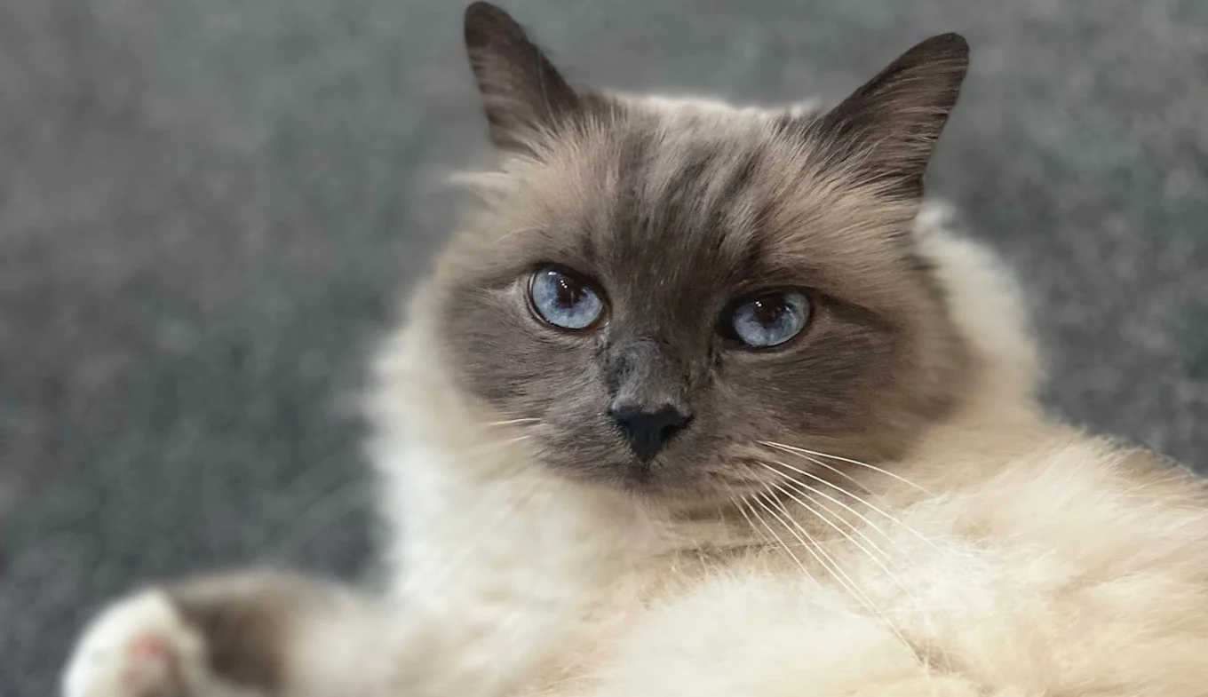 Blue-eyed ragdoll guest at Cedar Tree Cattery